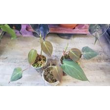 Philodendron Scandens Micans pot 100p