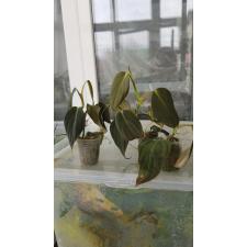 philodendron gigas 1.7" pot s 550p