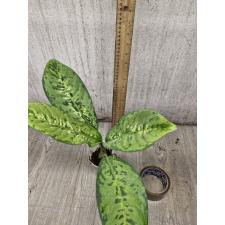 Dieffenbachia Sethee Roenthong стакан т