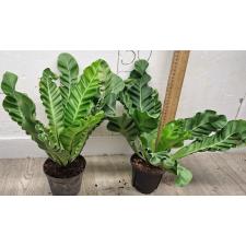 Асплениум Кобра / Asplenium Cobra 