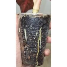 Аглаонема Тайра. / Aglaonema Taira A-117