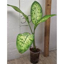 Диффенбахия Хонг Херн / Dieffenbachia Hong Hern