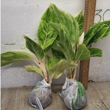 Аглаонема Зеленая. / Aglaonema Green A-83