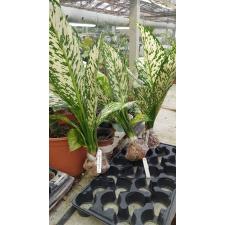 Dieffenbachia White Blizzard mart 133