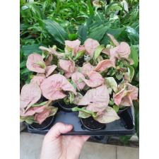 Syngonium neon robusta  P6
