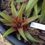 Dyckia sthreliana x distachya.