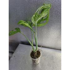 Monstera adansonii variegated (Indonesia) стакан 2