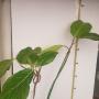 Ficus sp.(T32) 'Golden Supreme'
