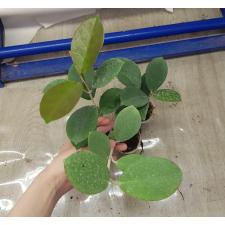 Hoya Australis. зеленая 