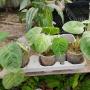 Syngonium macrophyllum Frosted Heart