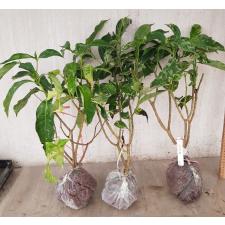 Tabernaemontana (T02) Golden variegated 325
