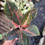 Aglaonema  Banlung - Tubtim A-99