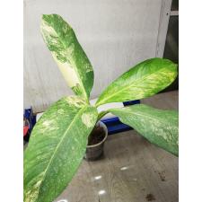 dieffenbachia sp Yellow variegated pot 1а