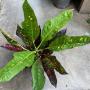 Codiaeum Tri Unyamanee.