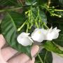 Tabernaemontana (T06) 'White Moon'.