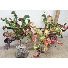 Кодиеум Гриффин / Codiaeum B-8 Griffin