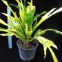 Codiaeum (T31) Yellow veination and green trilobe leaf