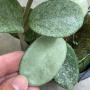 Hoya carnosa ‘Nova Ghost’ (#969