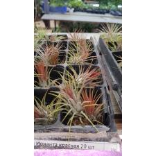 tillandsia ionantha red 300р