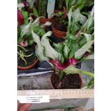 zantedeschia variegated frozen queen без цветов по 850р