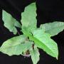 Syngonium sp.(T06) Australia