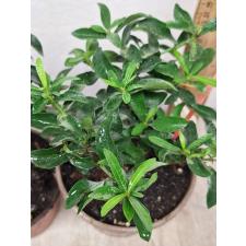 Иксора (Т15) белый цветок / Ixora sp.(T15) white flower