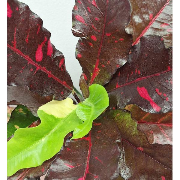 Кодиеум Нонглук. / Codiaeum Nongluk