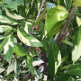 Suregada multiflorum  (yellow leaf)