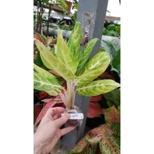 Aglaonema Golden Spoon 16-9