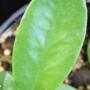 Hoya sp.588 Sulawesi            588
