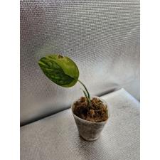 monstera karstenianum variegata 2 Д 1 лист