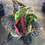 Codiaeum Sethee Muangchan