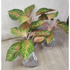 Aglaonema Miss Thailand A-92