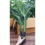 Monstera sp. Siam Monstera (big leaves)