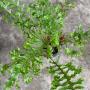 Drynaria bonii ‘Crested’.