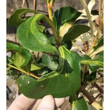 Syzygium samarangense 'Pride of Bangsaphan 623