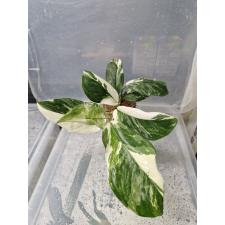 Monstera lechleriana (white variegated)