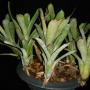 Neomea (Bromeliad) 195