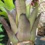 Hohenbergia leopoldo-horstii (Bromeliad) 78