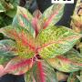 Aglaonema  Rich no.1  A-62