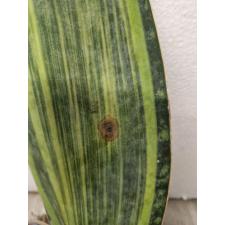 Sansevieria masoniana variegata (T05)(USA clone) с дефектом