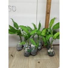 Dieffenbachia sp Tricolor