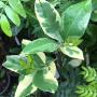 Citrus limon 'Variegated Pink Eureka Lemon'