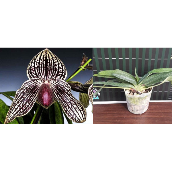 Папхиопедилум Ролфи (= ротшильдианум × беллатулум) /Paph. Rolfei (= rothschildianum x bellatulum)