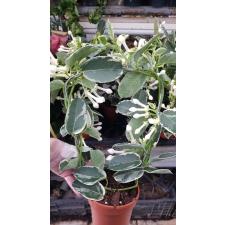 Stephanotis Floribunda 'alpine' 12 cm pot