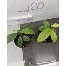Shorea siamensis сеянцы