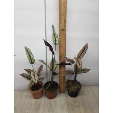 calathea pinstripe