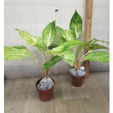 Aglaonema NEW1 Snow white