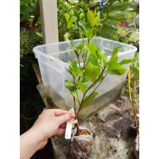 Synsepalum dulcificum 611