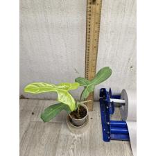 Philodendron Hammer Head (golden leaf) pot 800р